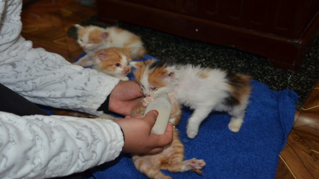 Anneleri ölen kedilere küçük kız sahip çıktı